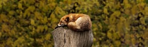 Sleeping fox