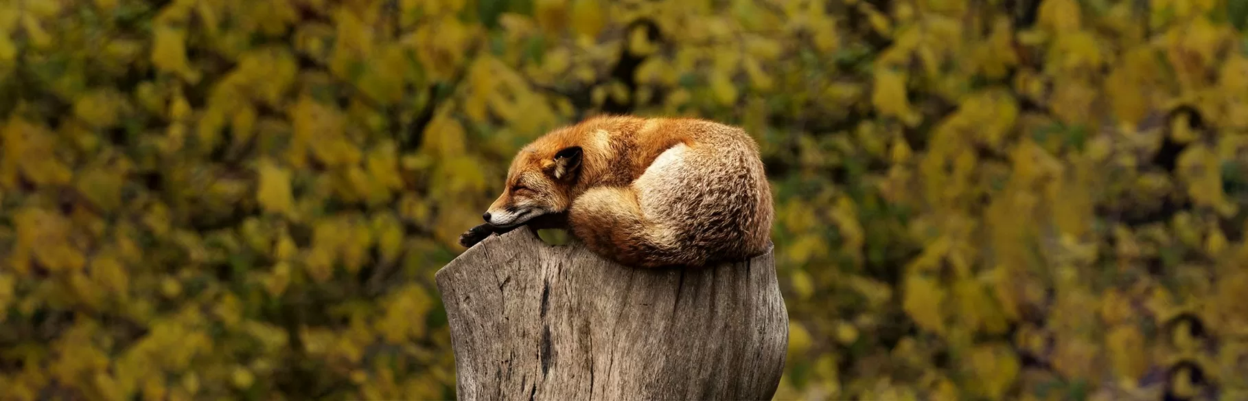 Sleeping fox